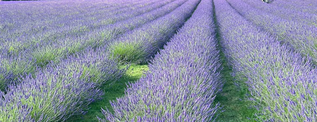 Lavender promotes mental and physica health
